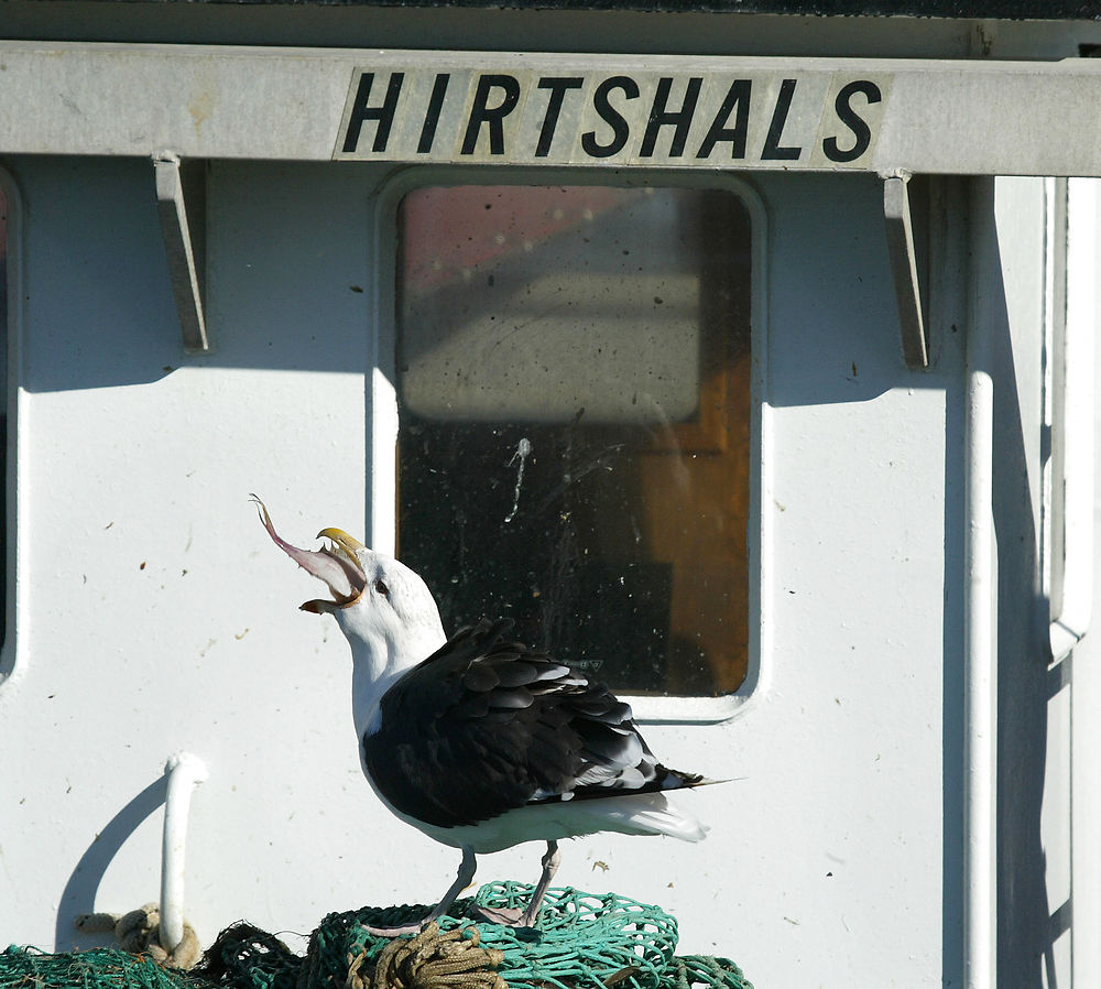 RB PLUS Ny milliardaftale om bæredygtigt fiskeri ARKIVFOTO 2003 af fiskebåde i Hirtshals Havn- Se RB 7/11 2014 09.29- - Fiskerne er ikke imponerede over ny politisk aftale om leve- og bæredygtigt fiskeri. For lidt penge til fiskerne og slet ingen sælkompensation, lyder kritikken. (Foto: Henning Bagger/Scanpix 2014)